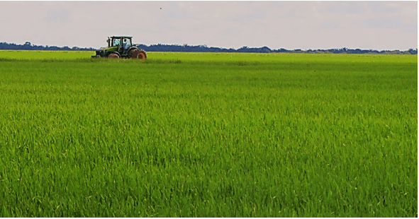 Producción de Arroz
