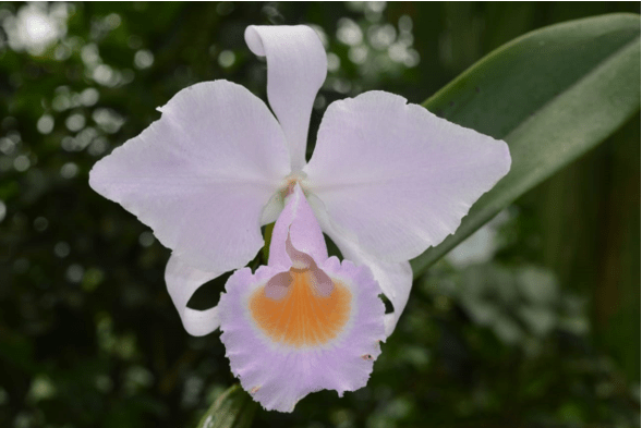 cattleya