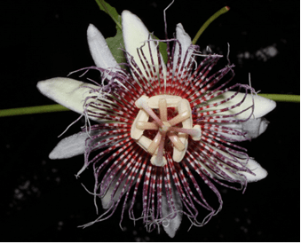 Passiflora