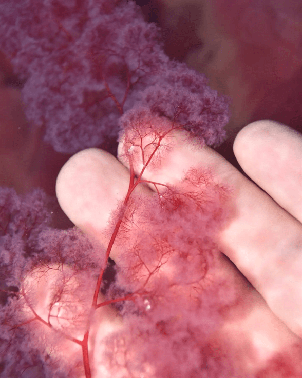 Tallo y hojas de la Macarenia