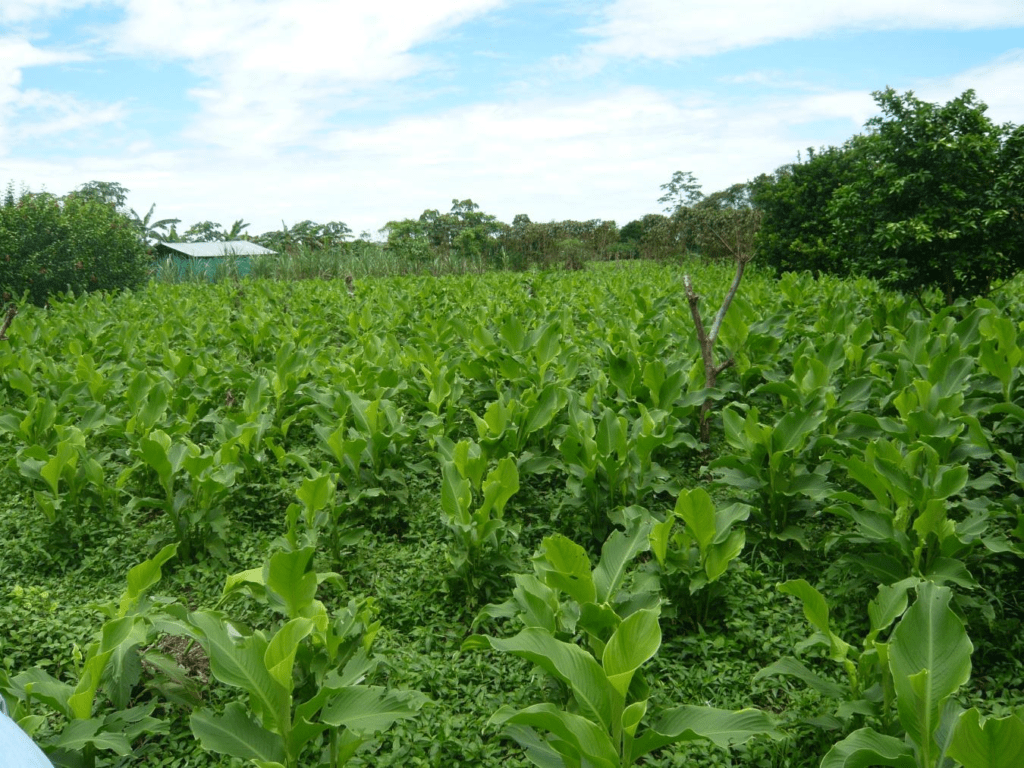 Sagú sinónimo de paz, seguridad y soberanía alimentaria Oscar Pabón
