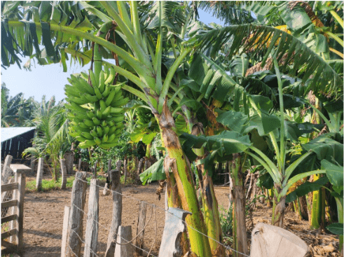 Conuco, indoamericana voz que se sigue cultivando