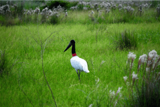 Las aves inspiración de cultores llaneros
