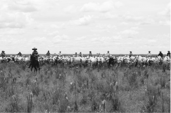 Cantares llaneros de vaquerías, acercamientos a sus orígenes